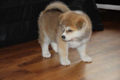 Available Akita for adoption