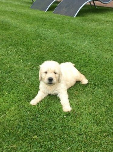 Beautiful All White Japanese Akita For Stud.