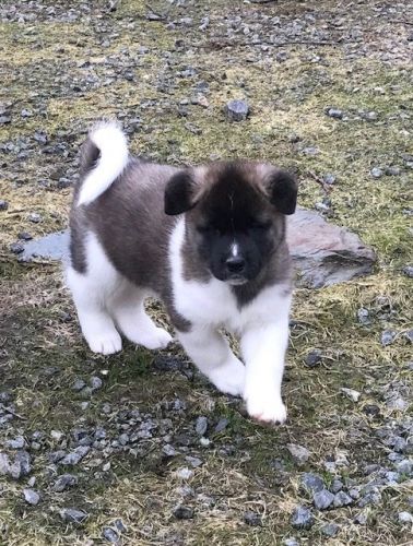 akita puppies