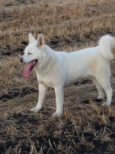 Japanese Akita