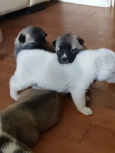 Akita Puppies For Sale