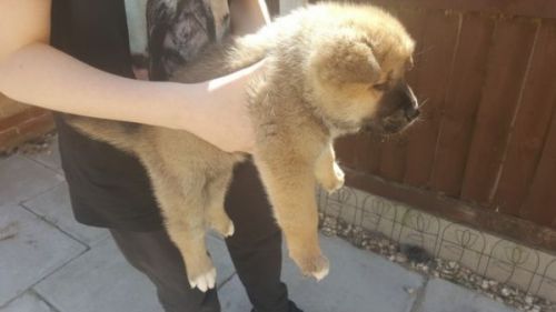 Playfull Charming Akita Puppies for Re-homming