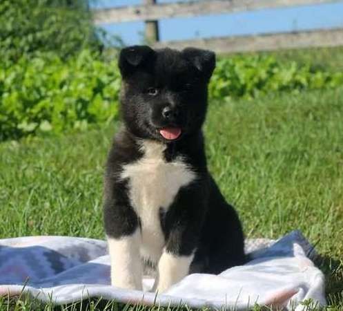 Stunning Akita Puppies For Sale
