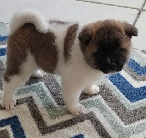 Akita puppies