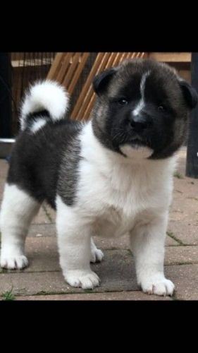 4 American Akita Pups