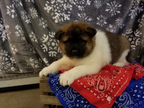 Akita puppies for sale