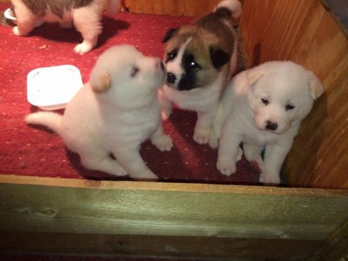 Top quality Akita Inu pups available