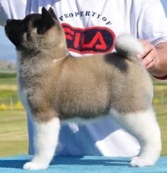 Cute Akita Puppies Available Now For Adoption
