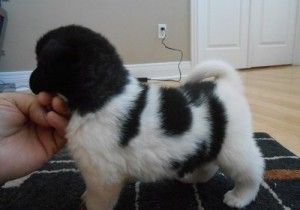 Akita Inu Puppies for sale in Chicago, IL, USA. price: NA