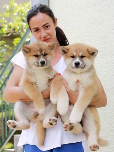 Japanese Akita Inu puppies TEXT , ***