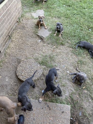Alapaha Blue Blood Bulldog Puppies for sale in Jackson, MS, USA. price: $200