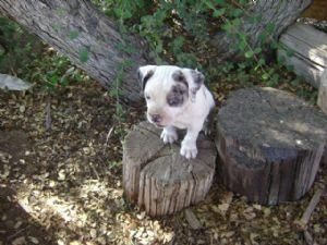 Alapha Blue Blood Bulldog puppies