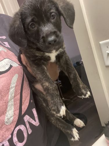 Free puppies looking for new home