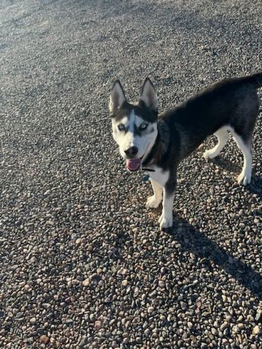 Husky 10 mo old male pup