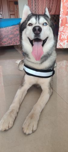 Alaskan Husky Puppies for sale in Naagarabhaavi, Bengaluru, Karnataka, India. price: 55,000 INR