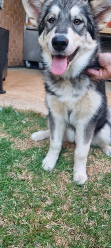 ALASKAN MALAMUTE -;FEMALE