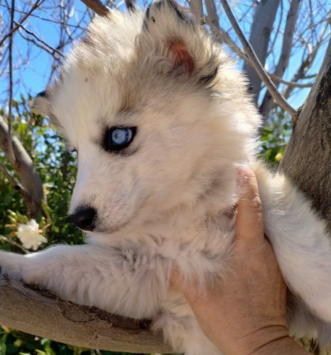 Woolly husky malamute pup