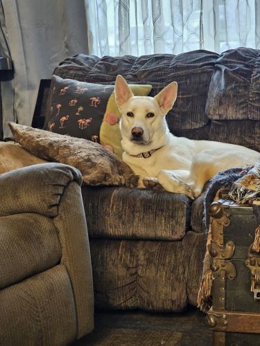 1 year old Husky Shepherd mix