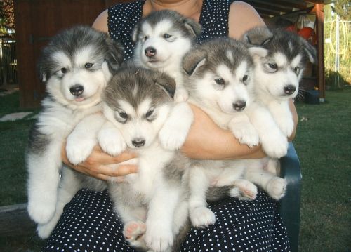Energetic Alaskan Malamute Husky Puppies