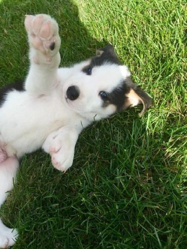 cute alaskan puppies for adoption