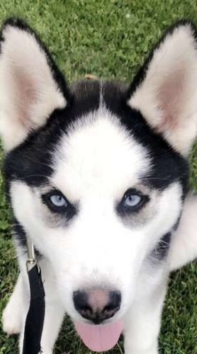 Lovely Husky