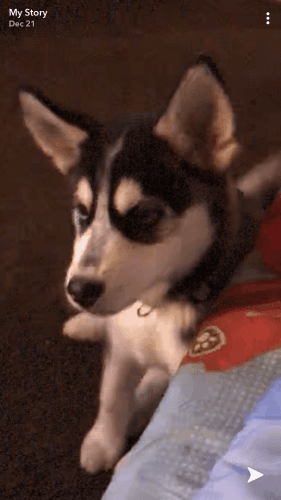 Husky puppy