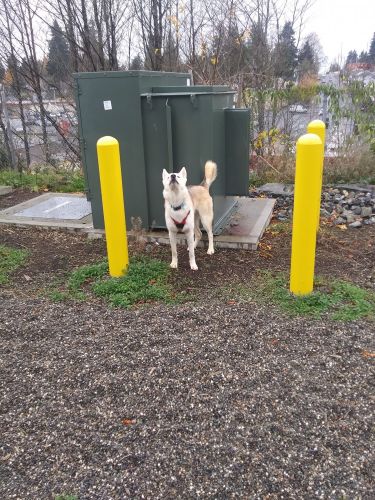 German Shepard Husky