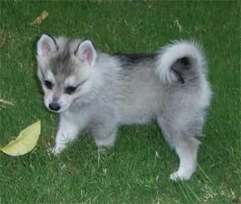 Alaskan Klee Kai Puppies for sale in Arden, DE 19810, USA. price: $500