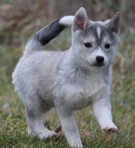 Alaskan Klee Kai Puppies for sale in Los Angeles, CA, USA. price: $350