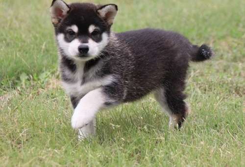 Alaskan Klee Kai Puppies for sale in Boston, MA, USA. price: $350