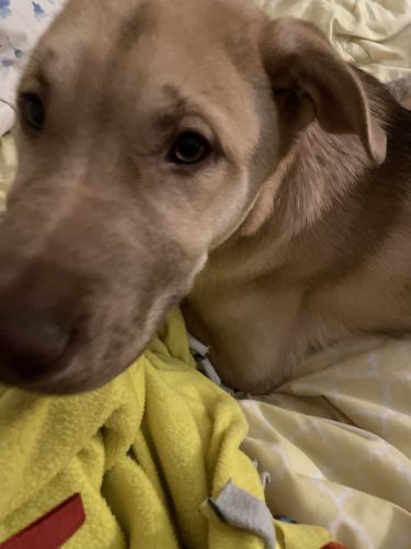 Red Alaskan malamute