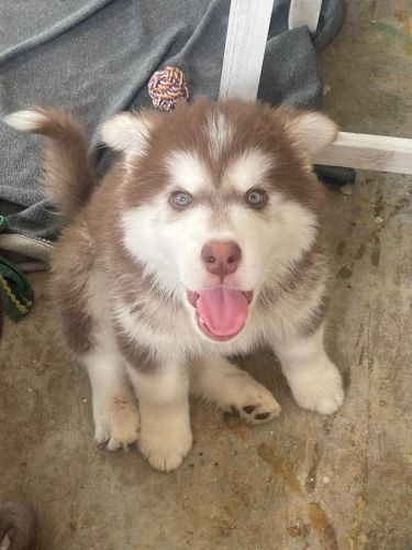 Alaskan Malamute/ Husky Puppies