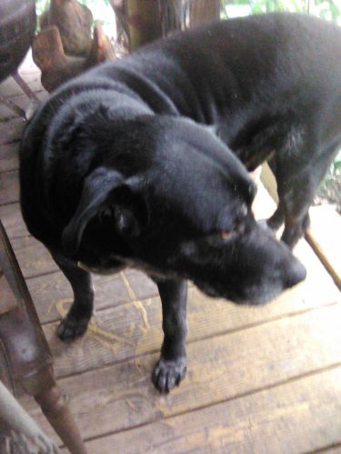 The best breed of puppies, called,  Dog . are 4 wks old.