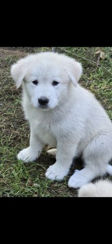 Great Pyrenees-Alaskan Malamute