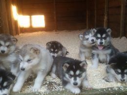 Alaskan Malamute Puppies