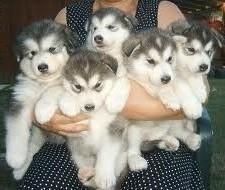 Outstanding alaskan malamute puppies Ready