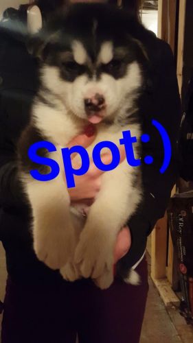Alaskan malamute pup spot!