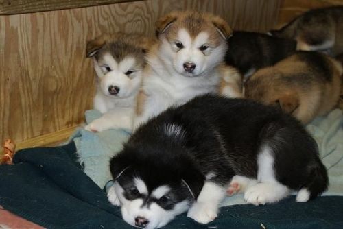 Alaskan Malamute Puppie Kc Reg ***