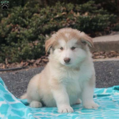 Cameron Alaskan Malamute Puppy