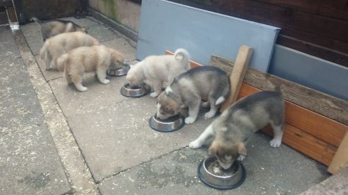 Alaskan Malamute Puppies