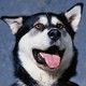 cute Alaskan Malamute puppies for adoption...