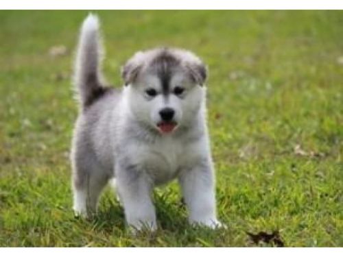 Alaskan Malamute Puppies Available