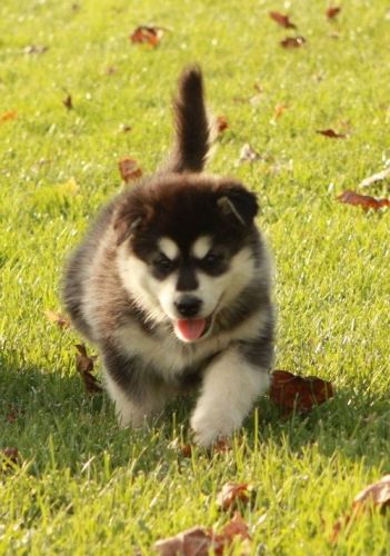 Affectionate AKC Alaskan Malamute Puppies For Sale