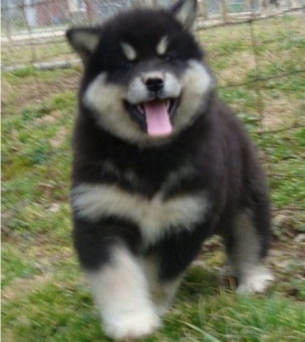 Top Quality Alaskan malamute Puppies. Text (***) ***-***2