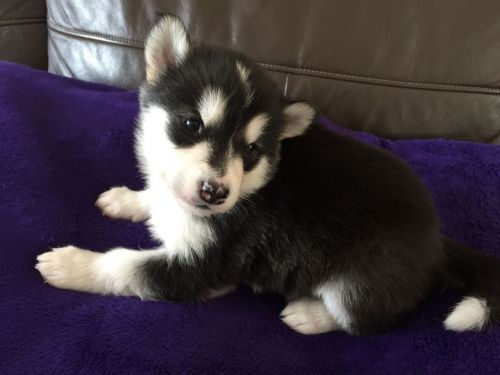 Gorgeous Alaskan Malamute Puppies