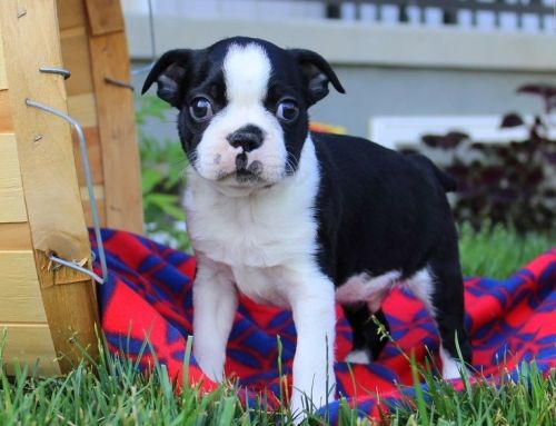 Gorgeous Alaskan Malamute Puppies