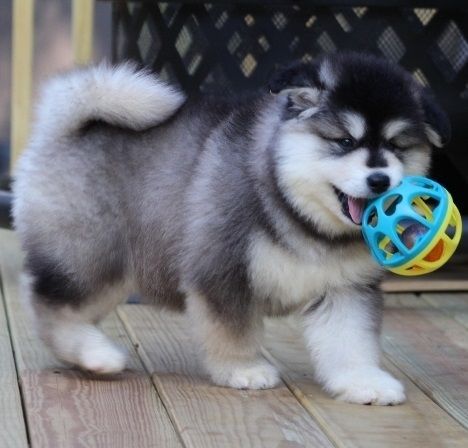 Alaskan Malamute Puppies