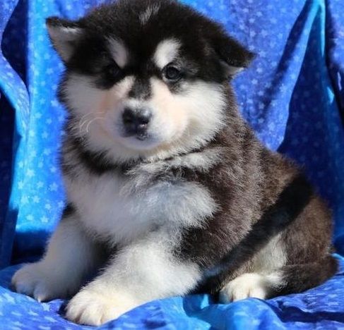 Alaskan Malamute Puppies