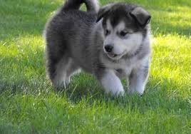 Alaskan Malamute puppi