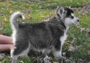 Gorgeous, quality AKC Alaskan Malamute puppies